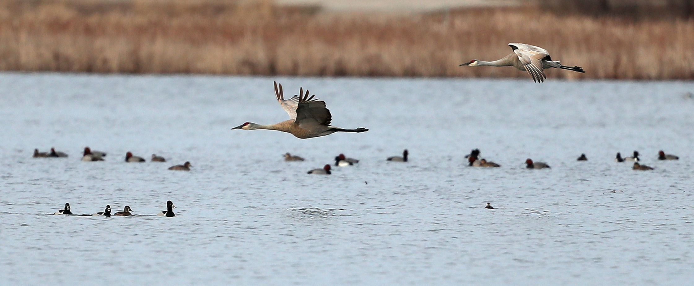 032120bp-wild-art-sweet-marsh-13
